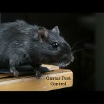 Big Black Rat surfaced in Oakdale CA