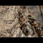 Controlling these ants in Oakdale Is what we do