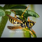 Wasp out of control In Modesto