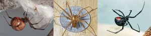 Spider control