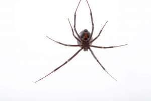 NGS Picture Id:2206019 A northern black widow spider, Latrodectus variolus, at the Saint Louis Zoo.