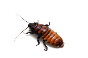 Hissing Cockroach A Madagascar Hissing Cockroach. This is a male. They are used as pets and a lizard food source. Also used on some Reality shows as an unwanted protein snack.
