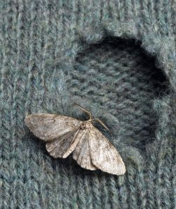 Moths on Wool Sweater Moths on Wool Sweater