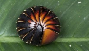 roly-poly-pill-bug-millipede-652385611 roly-poly-pill-bug-millipede-652385611
