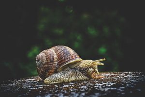 snail-3705324__340 snail-3705324__340