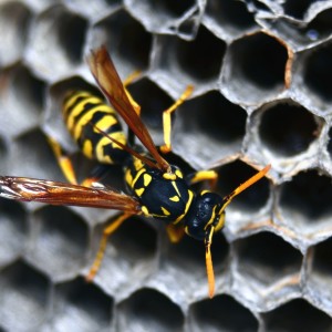 wasp-2-300x300