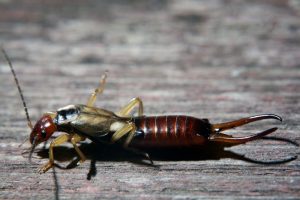what-is-an-earwig what-is-an-earwig